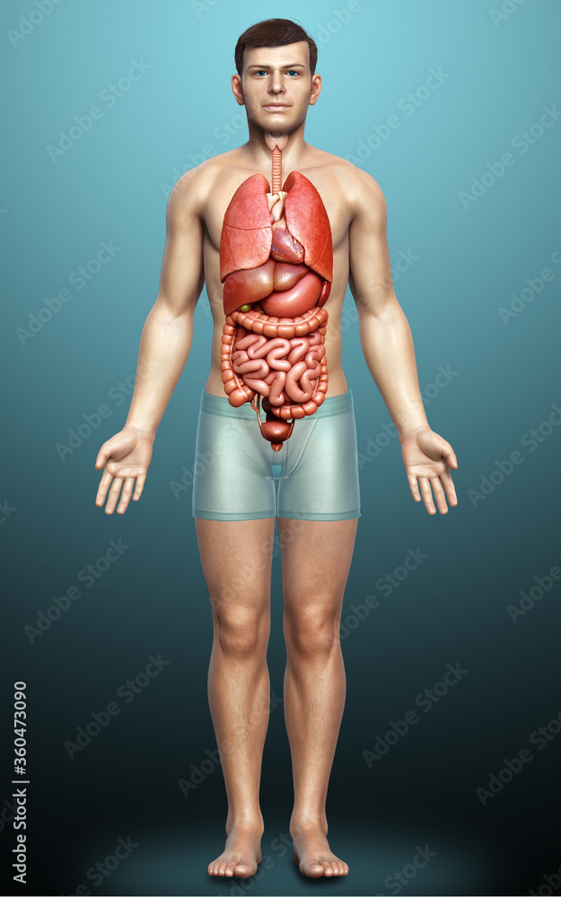 3d rendered medically accurate illustration of male Internal organs 3d rendered medically accurate illustration of male Internal organs