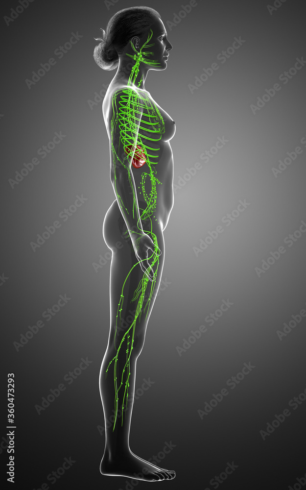 3d rendered medically accurate illustration of a female lymphatic system 3d rendered medically accurate illustration of a female lymphatic system