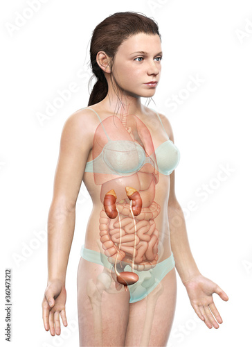 3d rendered, medically accurate illustration of the young girl kidneys anatomy photo