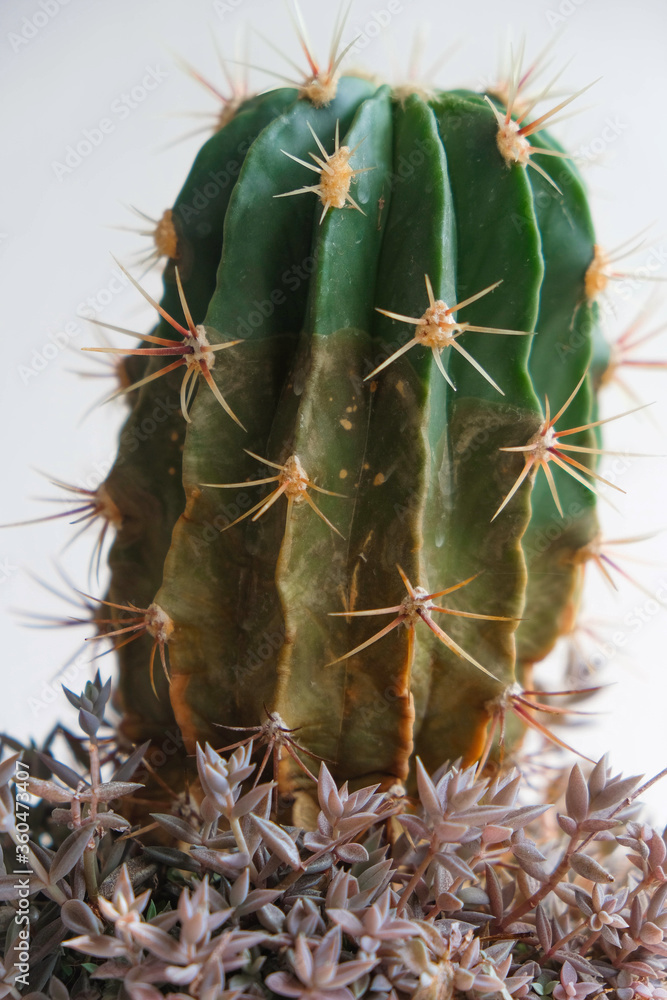 Cactus with other pink succulents on a gray background. Vertical image. Close up. Cactus with other pink succulents on a gray background. Vertical image. Close up.