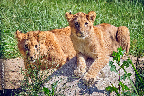 Löwe ( Panthera leo ) photo