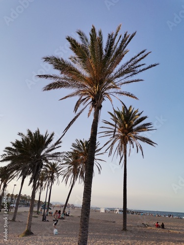palm trees on the beach sand © VicenteDavid