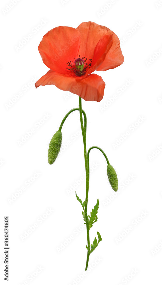 Red wild poppy flower with buds and leaves isolated on white background Red wild poppy flower with buds and leaves isolated on white background