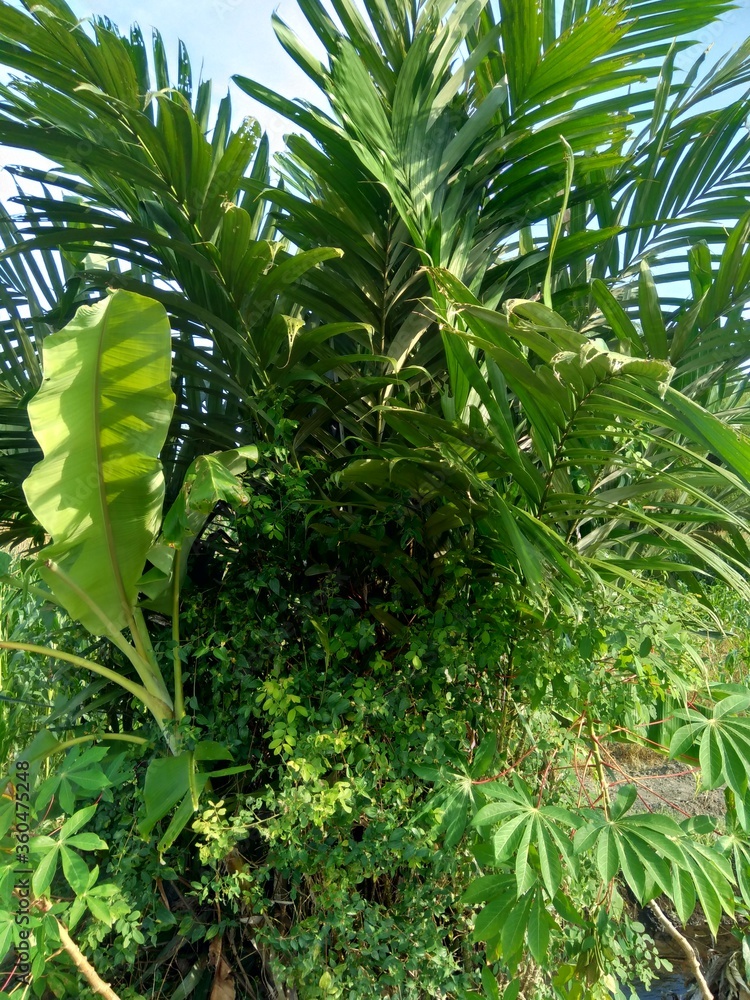Salak tree (also known Salacca zalacca and snake fruit) with a natural background