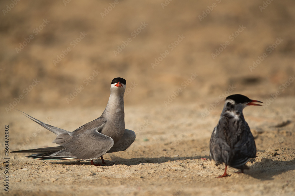 Fototapeta premium White-cheeked Terns, Bahrain