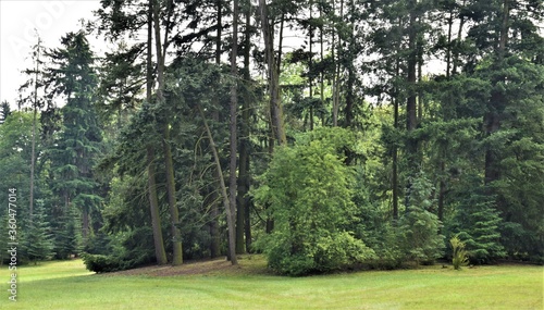 Fototapeta Naklejka Na Ścianę i Meble -  Drzewa w parku 