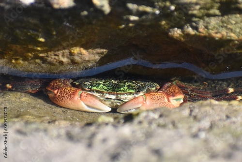 Closeup shot of a striped shore crab in the water photo