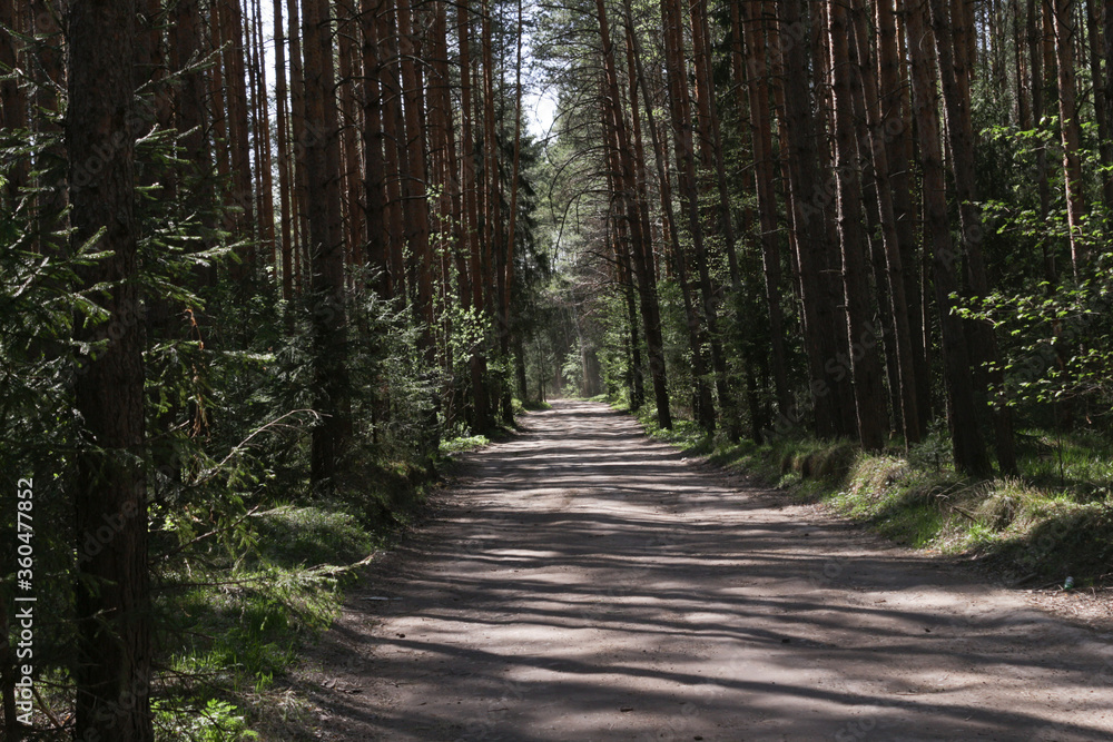 Fototapeta premium ścieżka w lesie