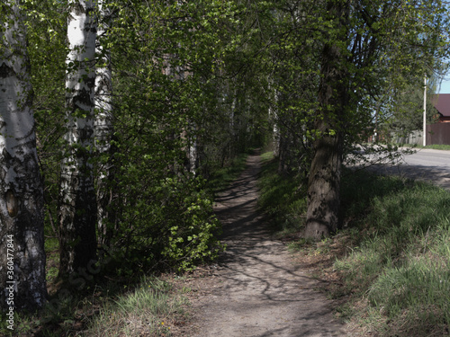 path in the woods © Григорий Горбушин