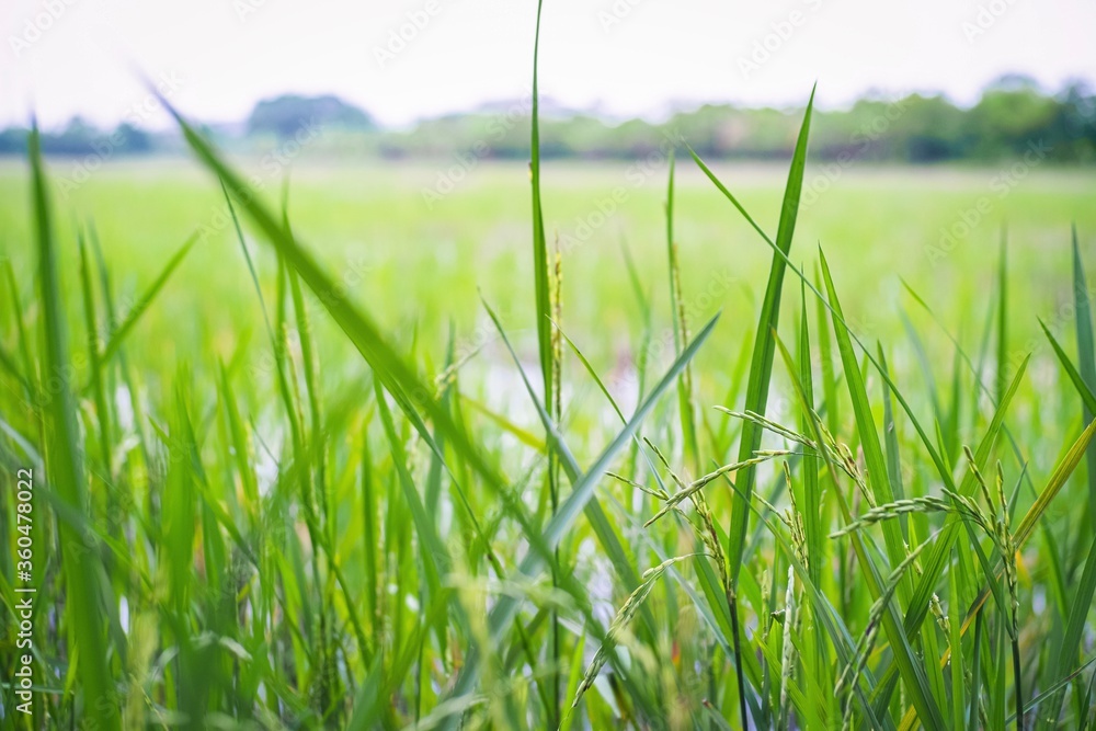 Fototapeta premium green grass and blue sky