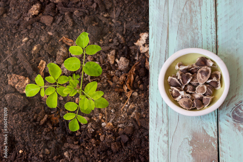 A moringa plant in the ground, next to it moringa seeds on a green table. Top view - Moringa Oleifera
