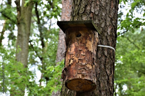 Fototapeta Naklejka Na Ścianę i Meble -  Budka lęgowa ptaków