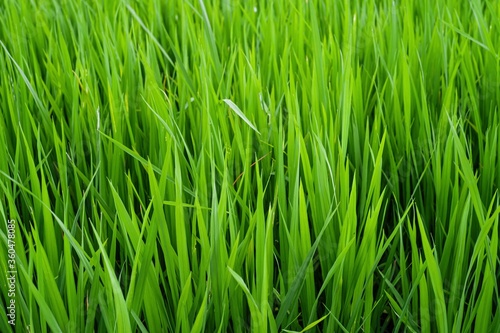 green grass background