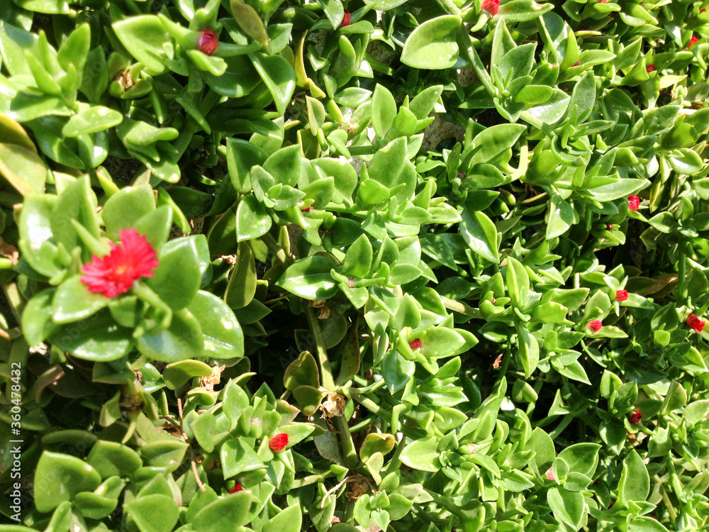 Red flower on succulent plant home garden