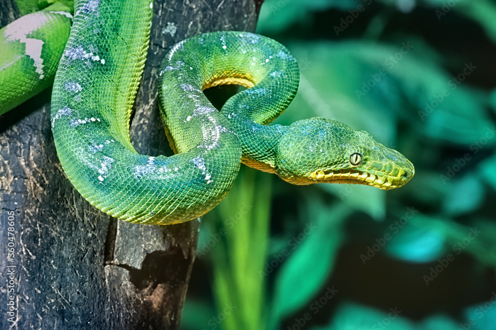 Fototapeta premium Emerald tree boa close up