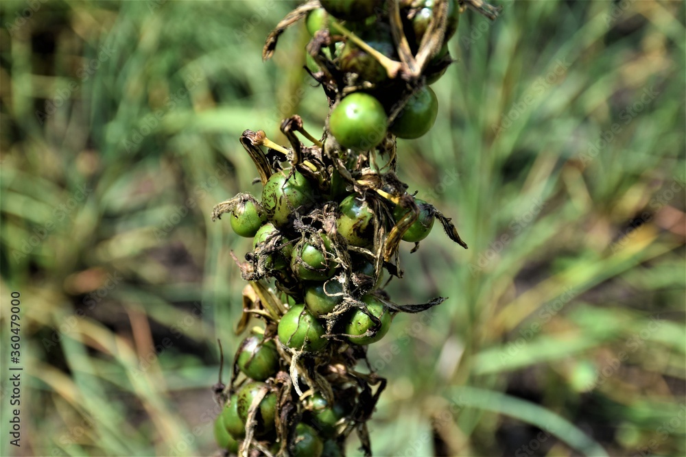 Fototapeta premium Roślina z owocami 