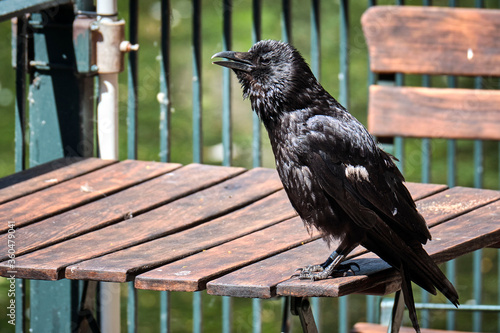 Kolkrabe ( Corvus corax ). photo