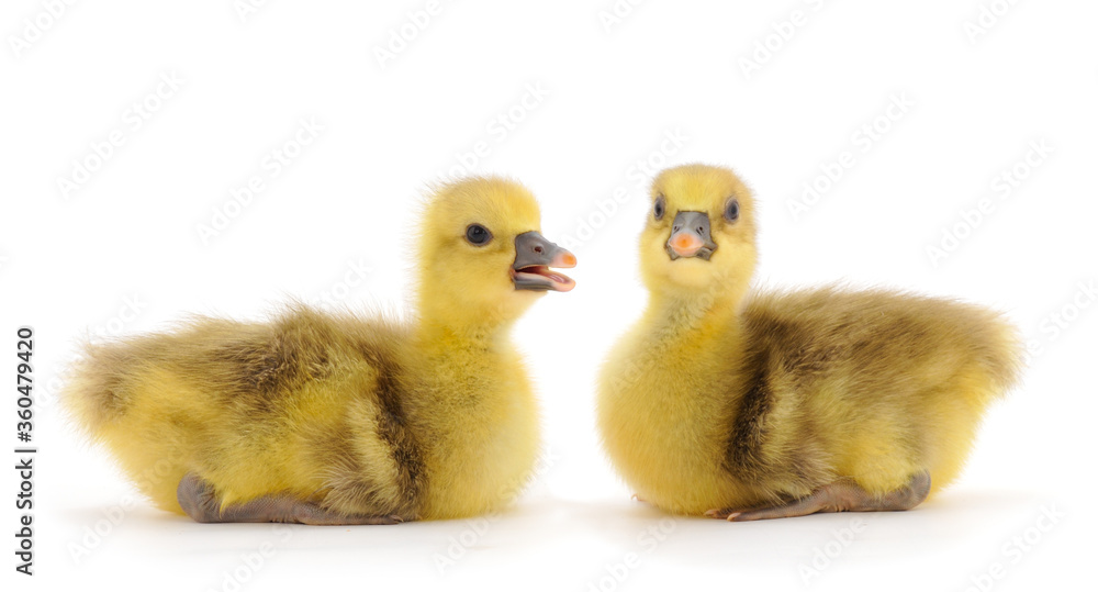 Two little gosling. Two little gosling.