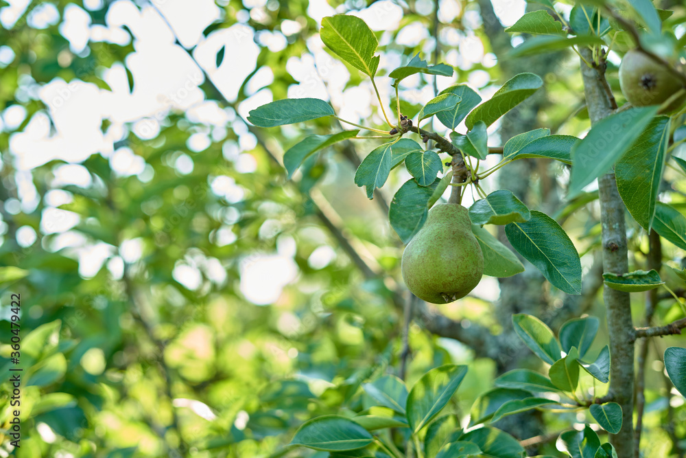 pear hanging on tree branch