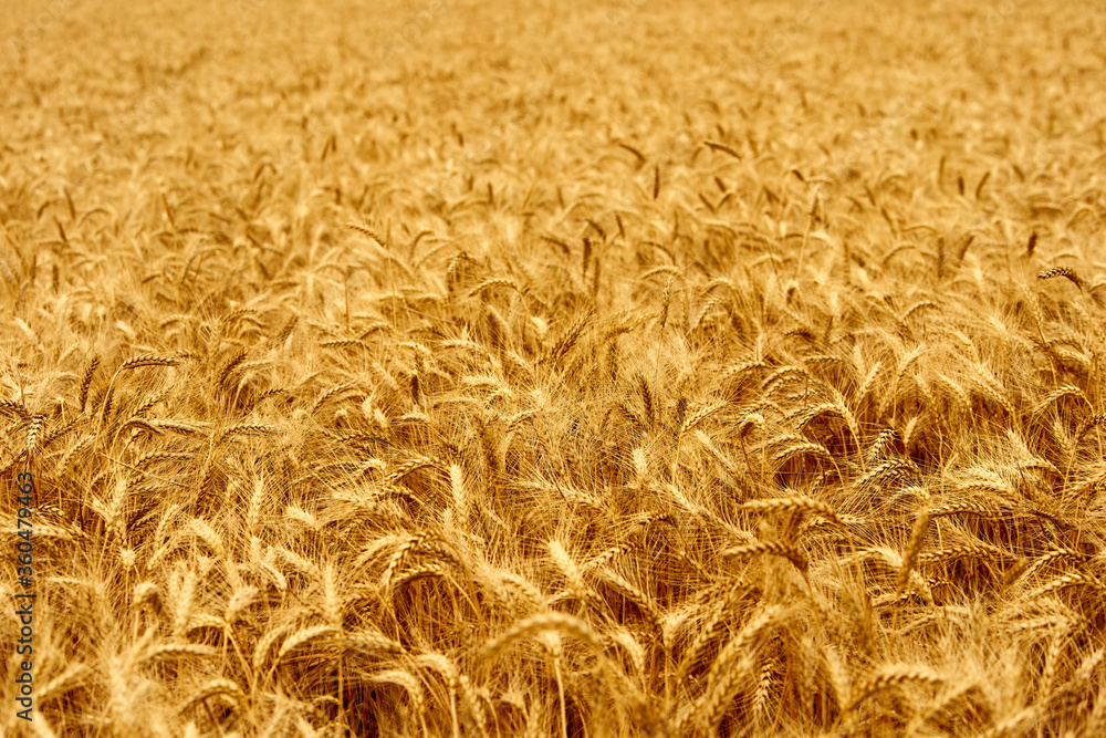 Golden ripe wheat ears at the farm field ready for harvesting. Rich wheat crop harvest. Agriculture and agronomy theme. Shallow depth of field. Golden ripe wheat ears at the farm field ready for harvesting. Rich wheat crop harvest. Agriculture and agronomy theme. Shallow depth of field.