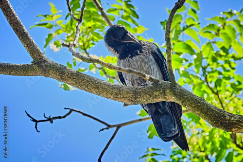 Aaskrähe ( Corvus corone ). photo