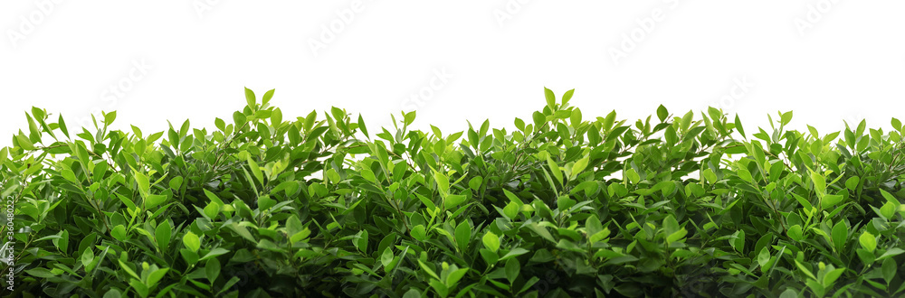 Cgreen leaves on the tree isolated on white Cgreen leaves on the tree isolated on white
