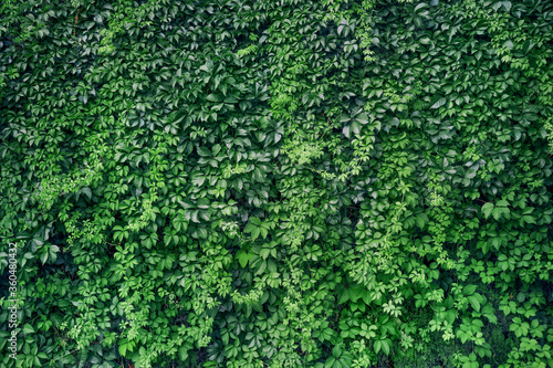 Green ivy wall. Large texture