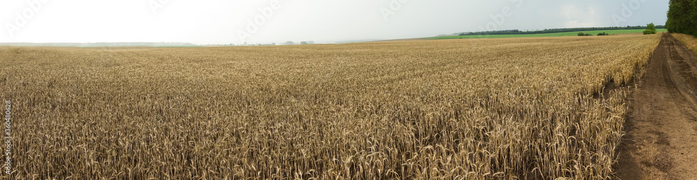 Wide horizontal image of rural country side road with storm and rain in the background. Golden ripe wheat landscape. Wide horizontal image of rural country side road with storm and rain in the background. Golden ripe wheat landscape.