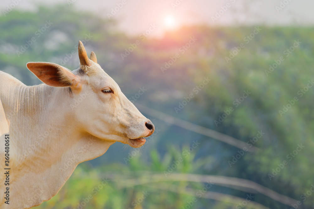 Obraz premium Cow in nature