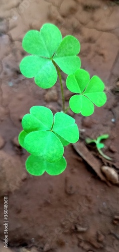 Common wood sorrel