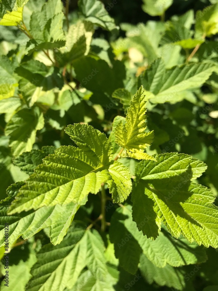 green leaves of nettle