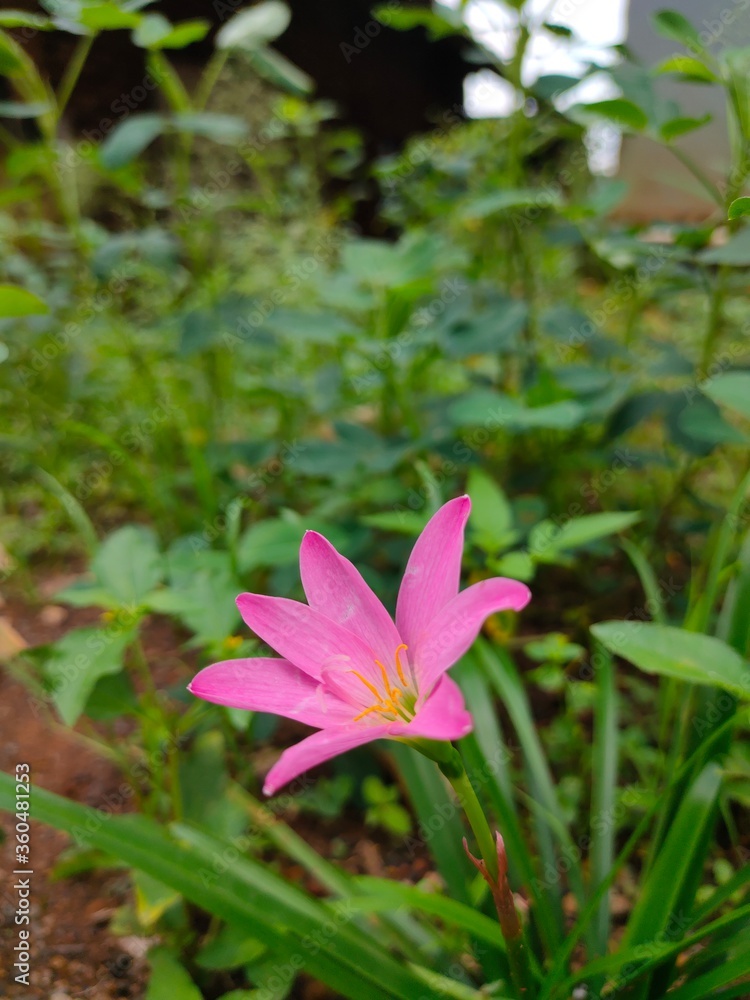 pink water lily pink water lily