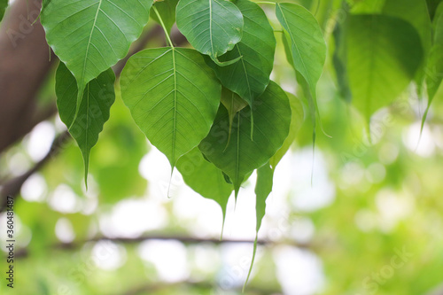 Nature Bo green leaves on branch tree symbol of Buddhism religion