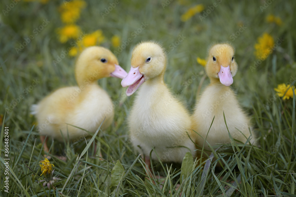 A flock of little elk ducklings among grass and flowers close-up