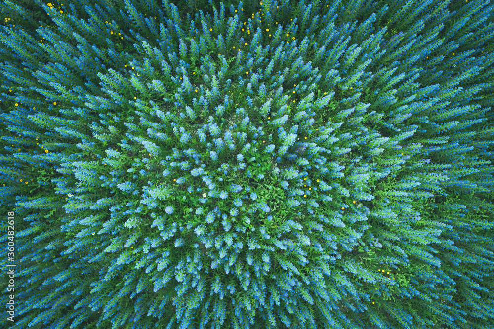 Obraz premium Aerial view of meadow flowers, cold toned image