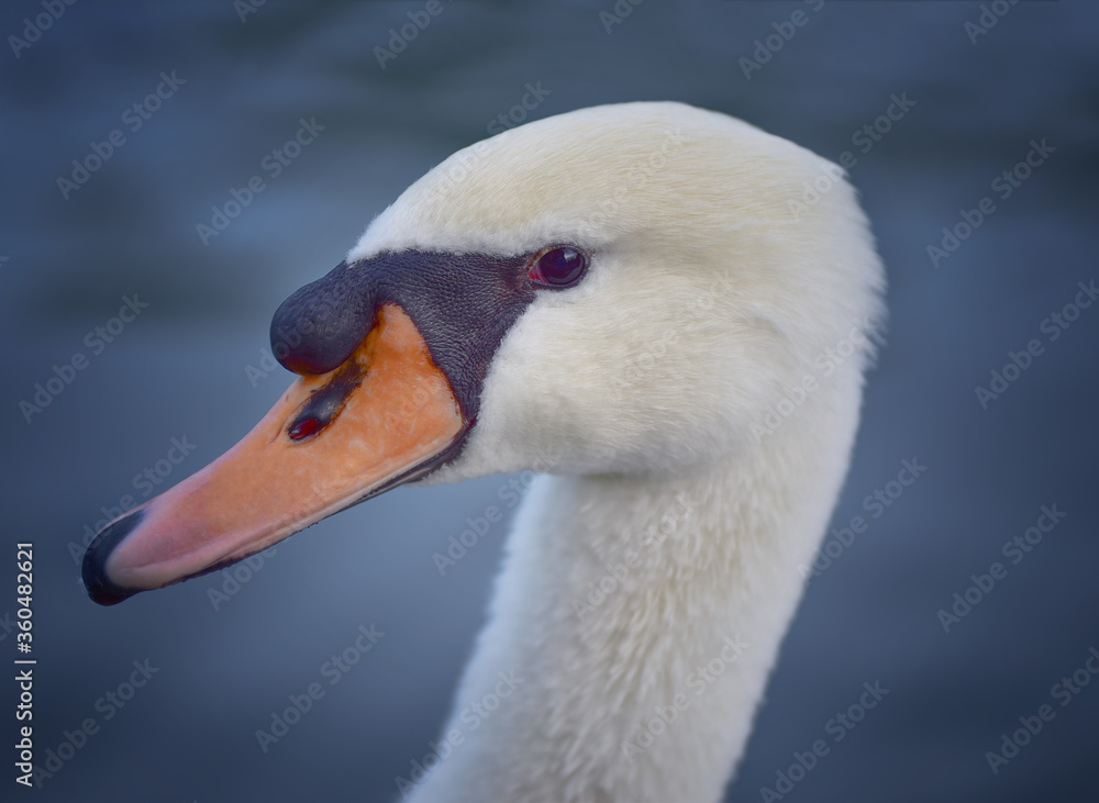Close-up portrait of a white wild swan Close-up portrait of a white wild swan