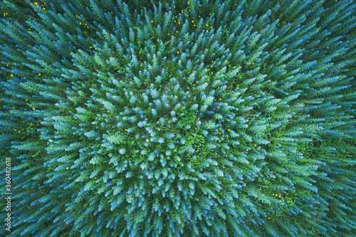 Aerial view of meadow flowers, cold toned image photo