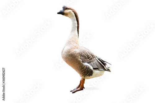 Brown swan isolated on white background