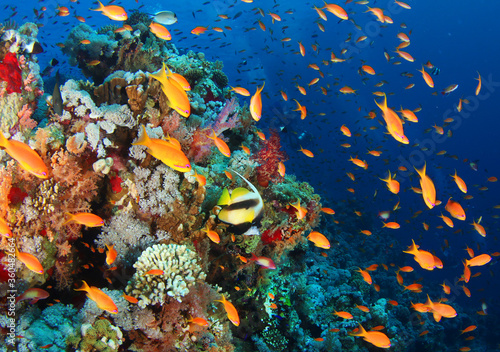 Tropical red fish and hard corals on the reef in the ocean