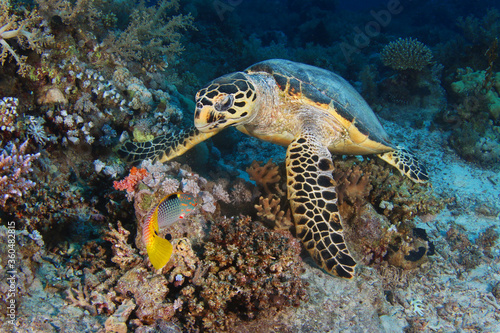 Sea turtle close up over coral reef in ocean