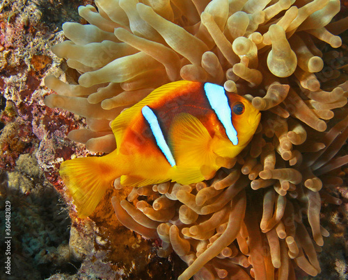 Clown anemone fish lives in anemone at the bottom of the sea