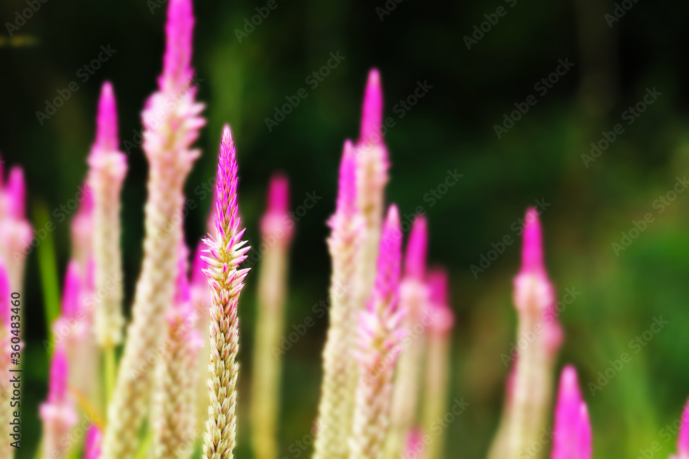 chainese wool flower magenta color is an herb with many properties chainese wool flower magenta color is an herb with many properties