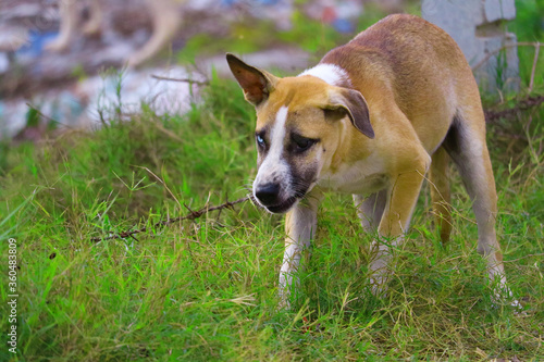 two-eyed stray dog is caused by cross-breeding