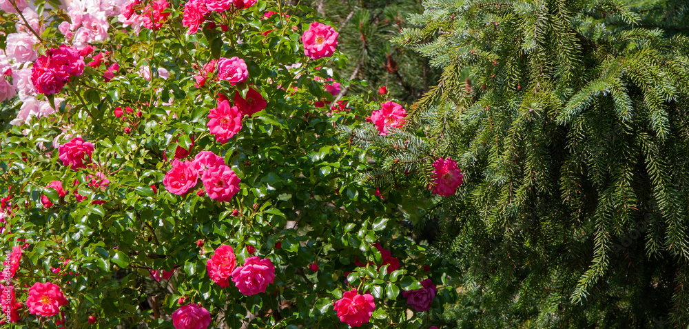 roses on a natural green background