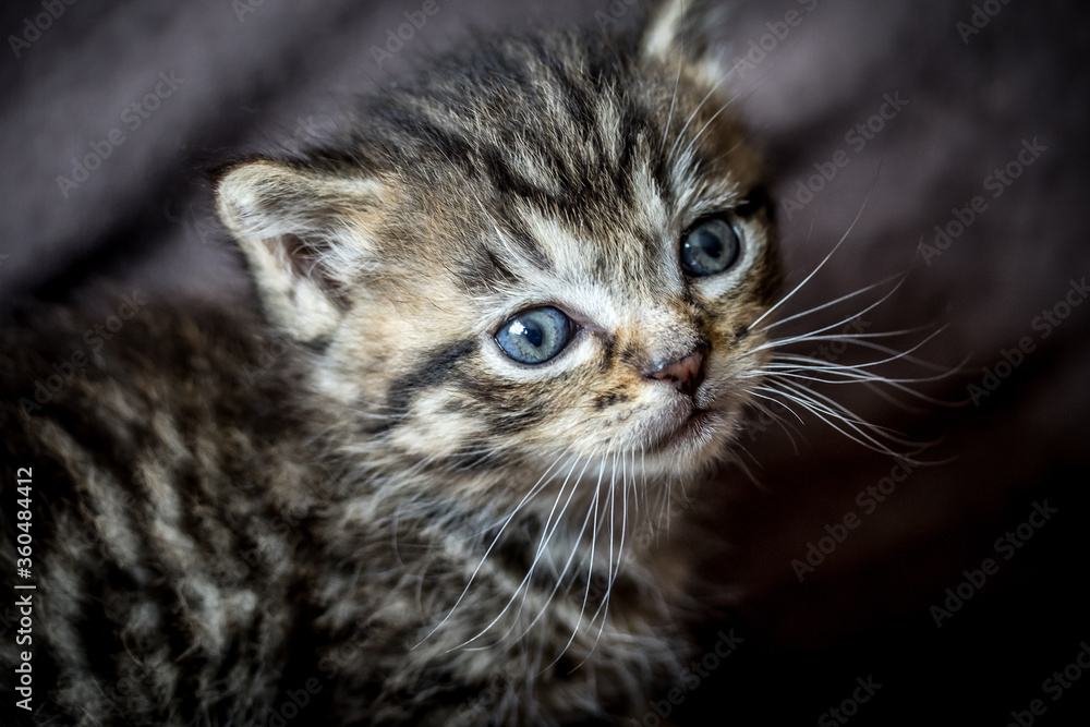 Fototapeta premium portrait d'un chaton tigré