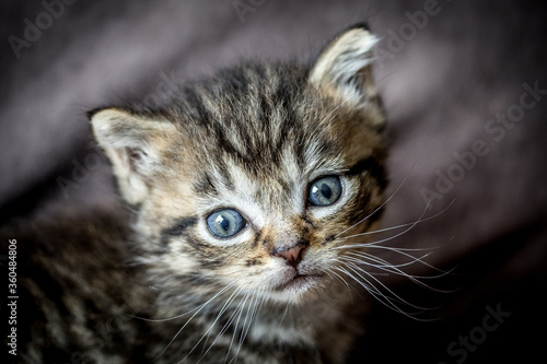 portrait d'un chaton tigré