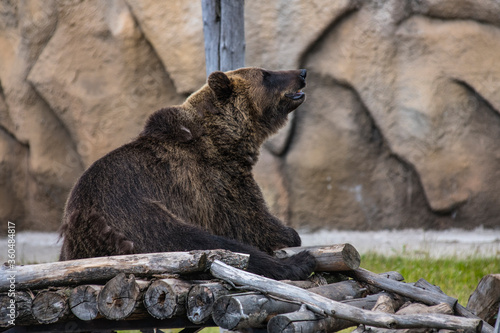 a bear sits on a wooden floor in the zoo in the summer photo