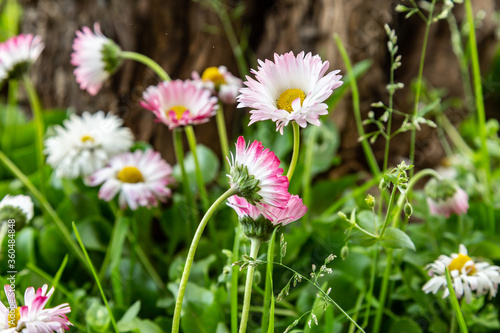 Tender daisies in the grass against the background of a tree trunk. Horizontal orientation.