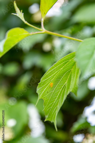 Orange little insect eggs under a leaf of a tree. Vertical orientation. 