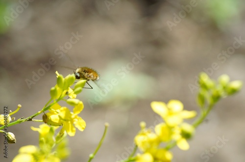 Blurred background. A bee collects pollen from yellow flowers. © Станислав 